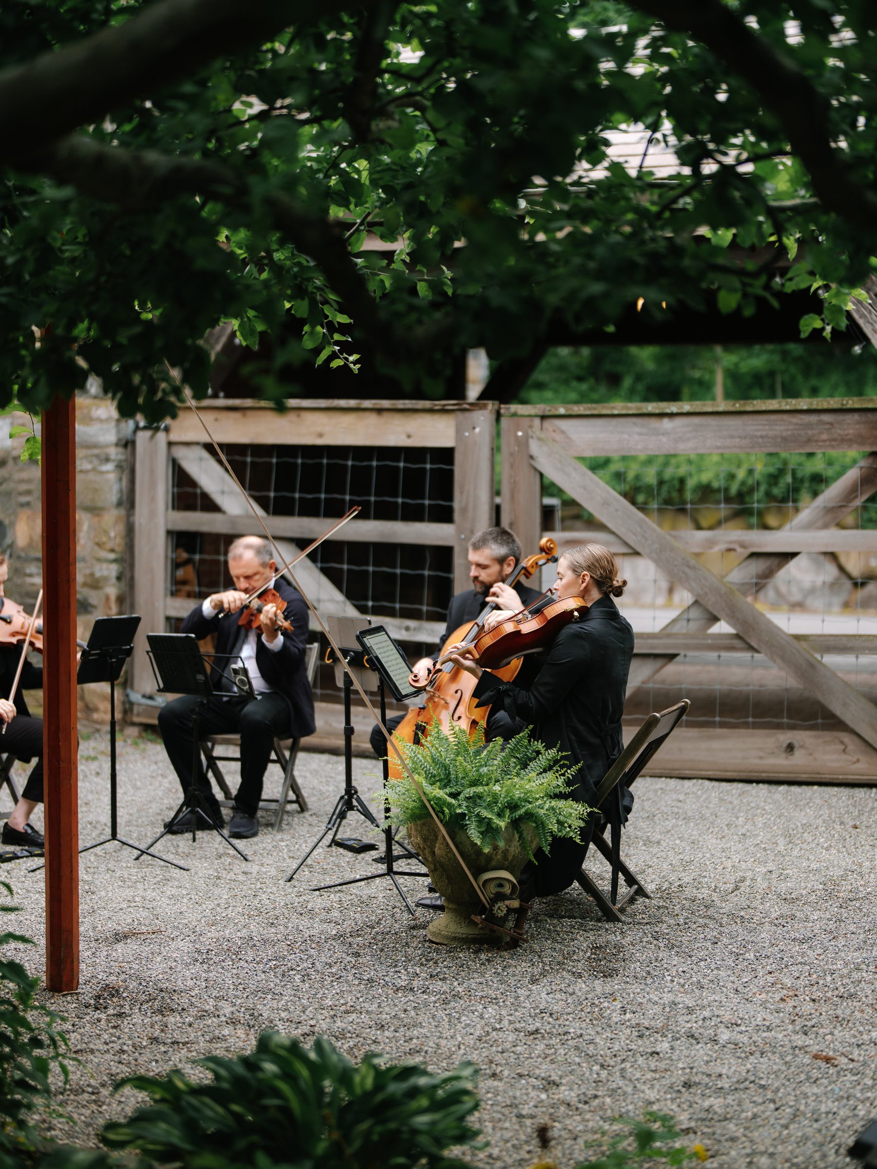 A string quartet performing at an outdoor wedding ceremony